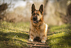 male German Shepherd