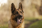 male German Shepherd