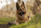 male German Shepherd