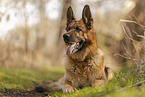 male German Shepherd