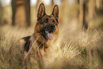 male German Shepherd