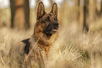 male German Shepherd