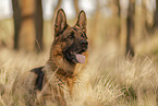 male German Shepherd