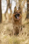 male German Shepherd