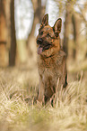 male German Shepherd