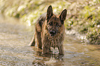 male German Shepherd