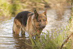 male German Shepherd