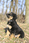 Deutscher Schferhund Puppy