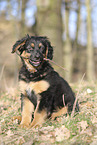 Deutscher Schferhund Puppy