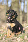 Deutscher Schferhund Puppy
