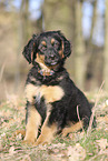 Deutscher Schferhund Puppy