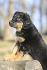 Deutscher Schferhund Puppy