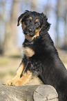 Deutscher Schferhund Puppy