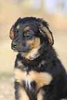 Deutscher Schferhund Puppy