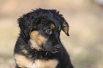 Deutscher Schferhund Puppy