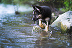 German Shepherd puppy