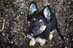 German Shepherd puppy