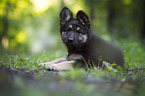 German Shepherd puppy