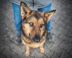 blind German Shepherd