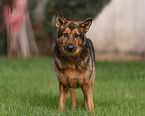 blind German Shepherd