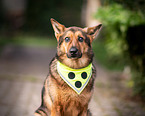 blind German Shepherd