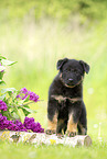 German Shepherd Puppy