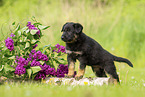 German Shepherd Puppy