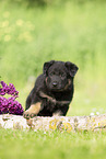 German Shepherd Puppy