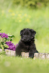 German Shepherd Puppy