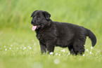 German Shepherd Puppy