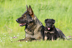 German Shepherds