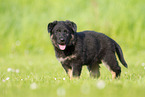 German Shepherd Puppy