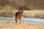 German Shepherd