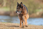 German Shepherd