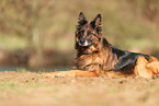 German Shepherd