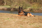 German Shepherd