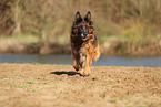 German Shepherd