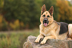 German Shepherd