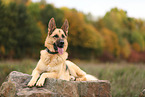 German Shepherd