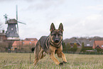 German Shepherd