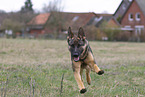 German Shepherd