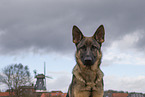 German Shepherd