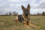 German Shepherd