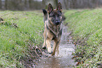 German Shepherd