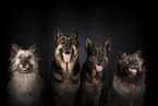 German Shepherds