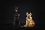 German Shepherds