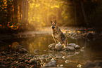 German Shepherd