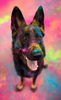 German Shepherd