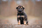 GDR German Shepherd