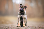 GDR German Shepherd